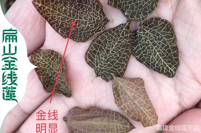 內江金線(xiàn)蓮干貨批發(fā)