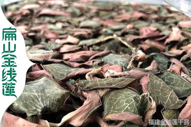 唐山大葉金線(xiàn)蓮苗