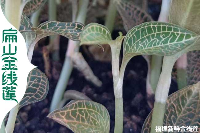 三明金線(xiàn)蓮培育