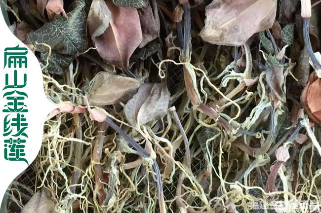 金昌金線(xiàn)蓮干貨