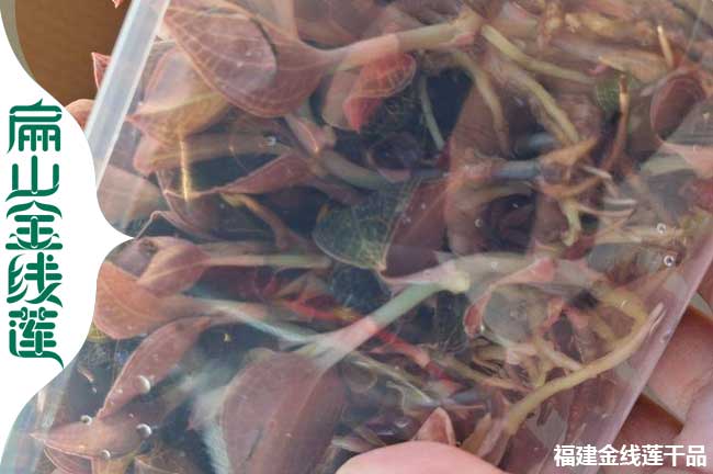 三明新鮮金線(xiàn)蓮苗