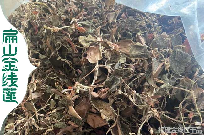 江西招聘金線(xiàn)蓮種植工人