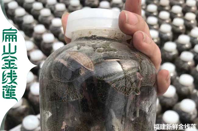 秦皇島金線(xiàn)蓮種苗