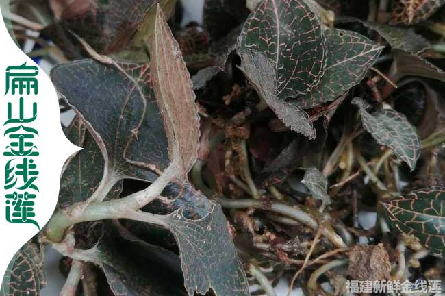 定西林下仿野生金線(xiàn)蓮