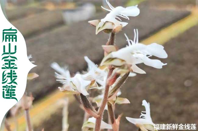 唐山大葉金線(xiàn)蓮苗