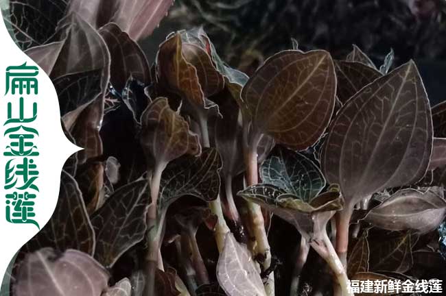 武威金線(xiàn)蓮種植基地