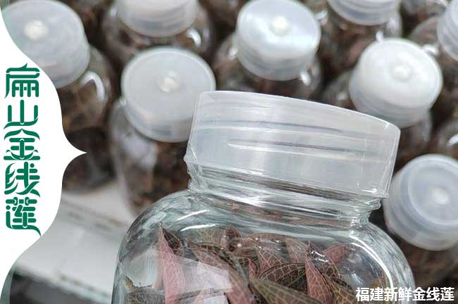 寧德瓶裝金線(xiàn)蓮苗