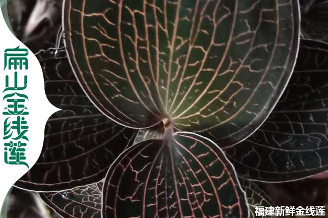 扁山福建的福州標準金線(xiàn)蓮組培苗培育基地歡迎考察加盟銷(xiāo)路