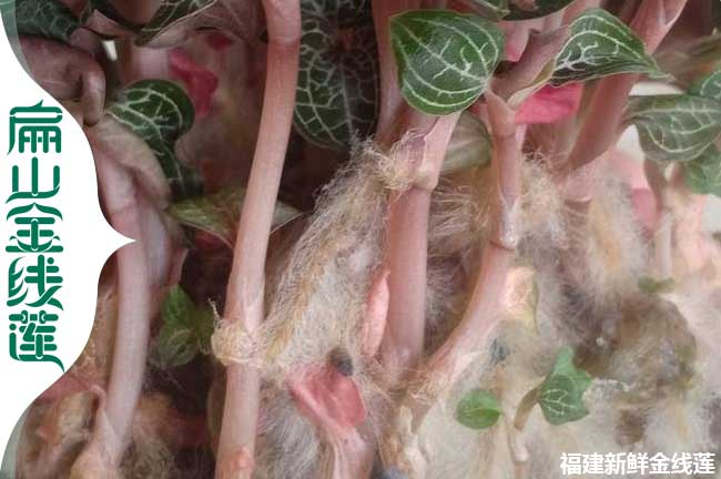 廊坊金線(xiàn)蓮種苗批發(fā)