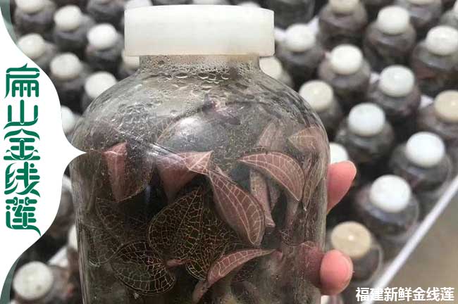 南平金線(xiàn)蓮瓶裝苗