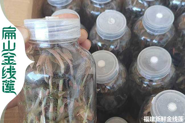 定西瓶裝金線(xiàn)蓮苗