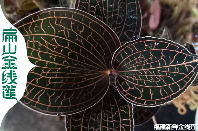有宜賓金線(xiàn)蓮種苗培育 宜賓標準化干貨基地種植0.66元/珠