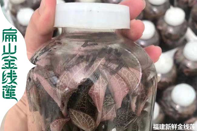 廊坊瓶裝金線(xiàn)蓮苗