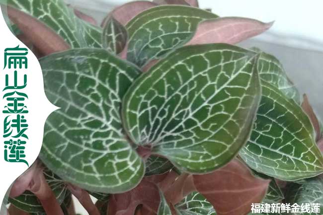邢臺金線(xiàn)蓮種植場(chǎng)