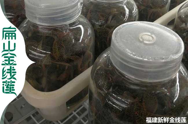 三明金線(xiàn)蓮瓶裝苗