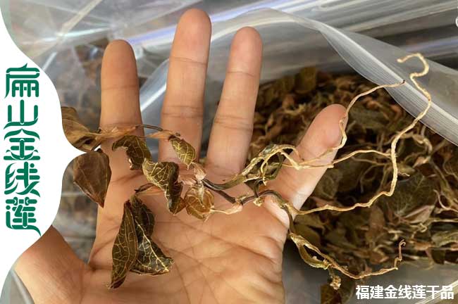 普陀金線(xiàn)蓮干品
