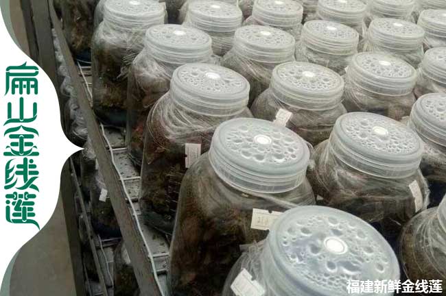 蘭州瓶裝金線(xiàn)蓮批發(fā)