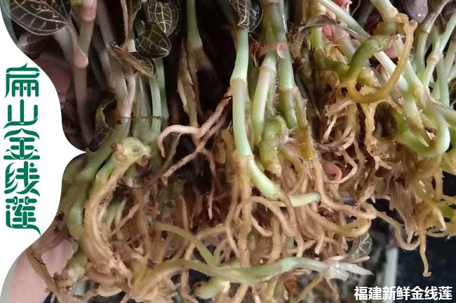 樂(lè )山新鮮金線(xiàn)蓮