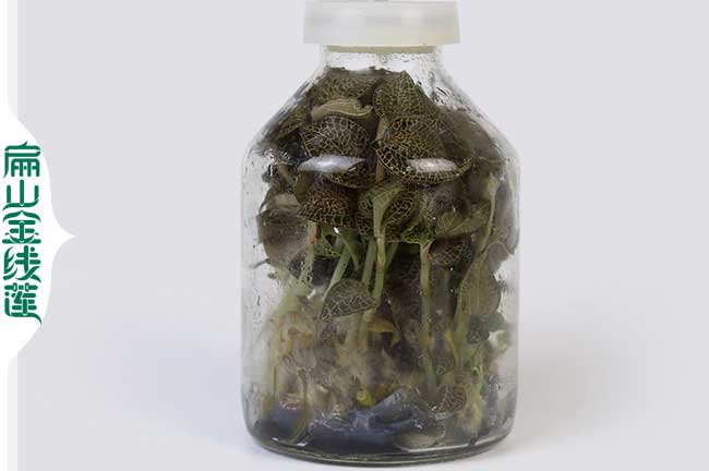 銅梁瓶裝金線(xiàn)蓮種苗