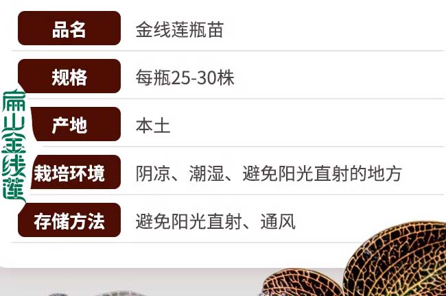金線(xiàn)蓮瓶裝苗