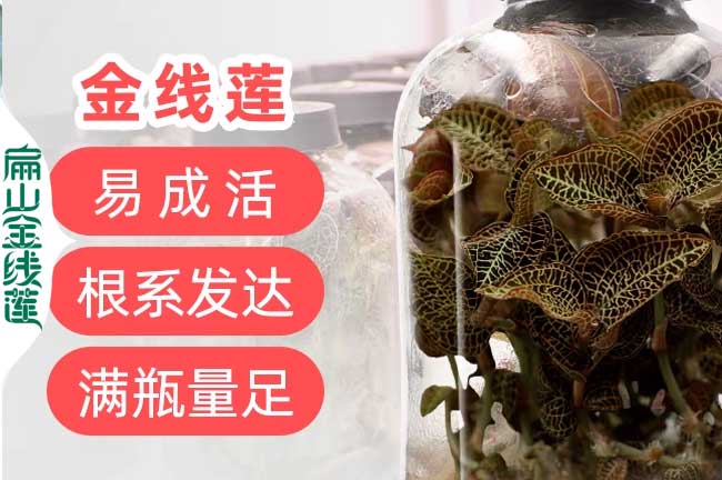 金線(xiàn)蓮成活率
