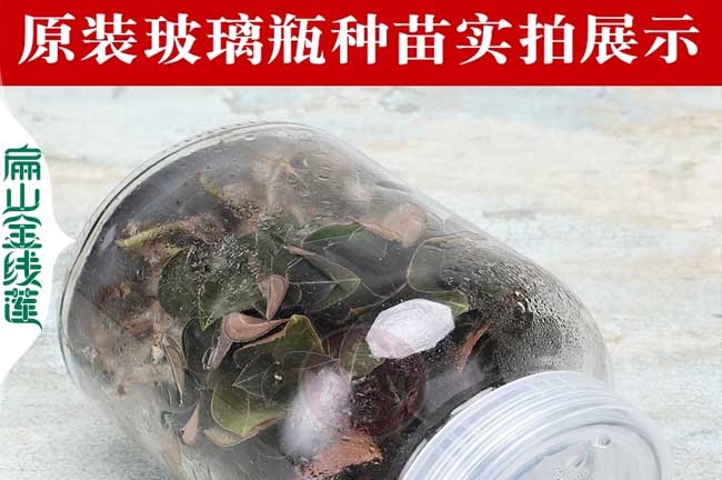 大渡口金線(xiàn)蓮瓶裝苗批發(fā)