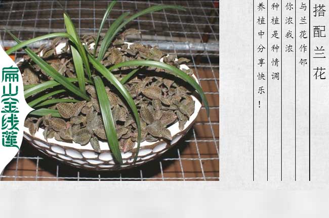 璧山金線(xiàn)蓮盆栽