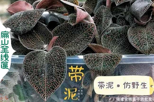福建大葉金線(xiàn)蓮種苗