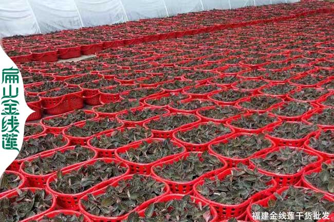 北京金線(xiàn)蓮種苗批發(fā)