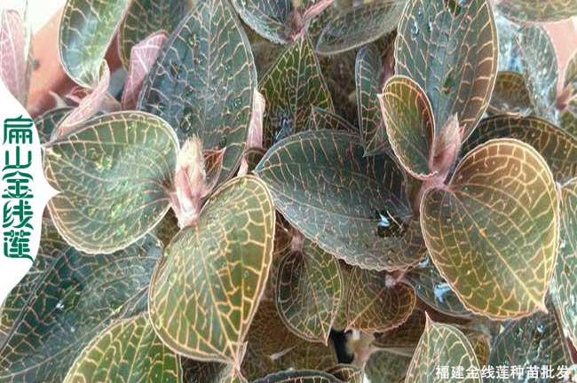 漳州金線(xiàn)蓮種苗批發(fā)