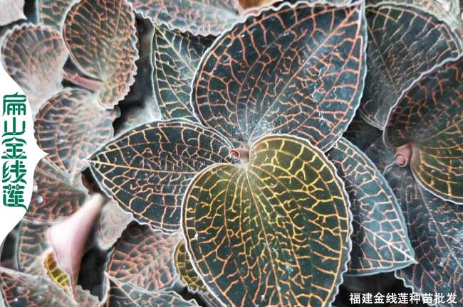 紅河金線(xiàn)蓮種苗培育