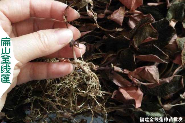 福州金線(xiàn)蓮干品