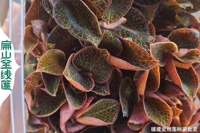龍巖新鮮金線(xiàn)蓮