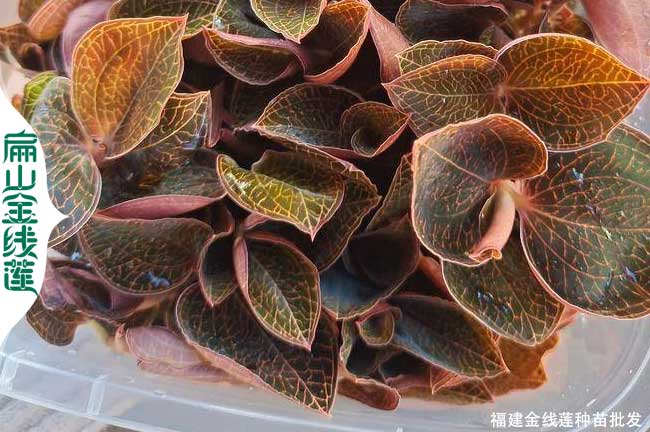 臺灣尖葉金線(xiàn)蓮種苗