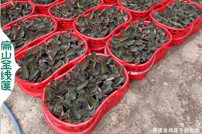 上海金線(xiàn)種苗批發(fā) 上海金線(xiàn)種苗批發(fā)