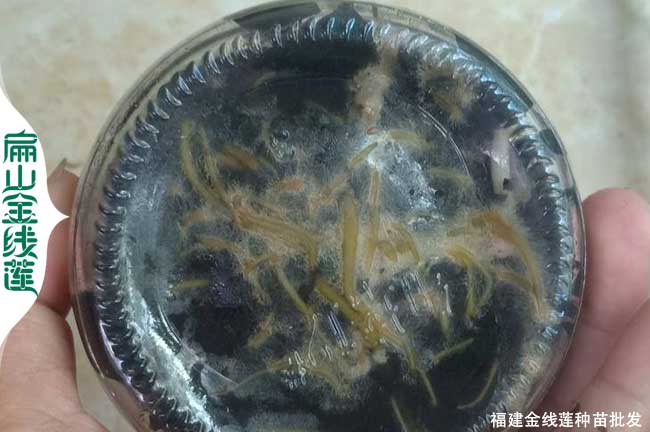 北京紅霞金線(xiàn)蓮種苗