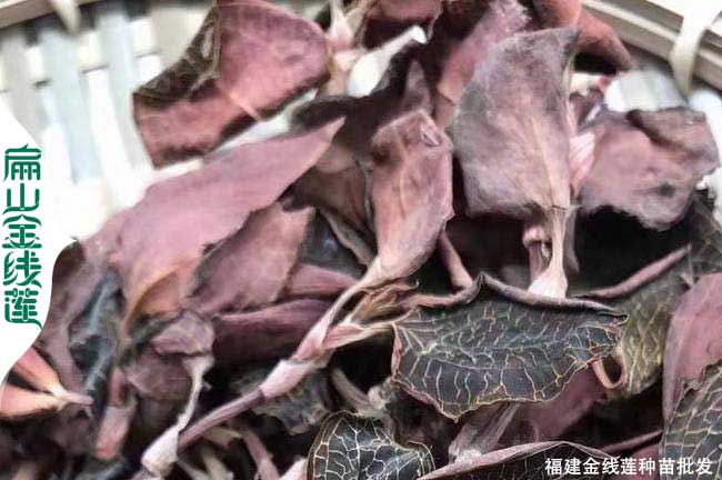 福建金線(xiàn)蓮干貨
