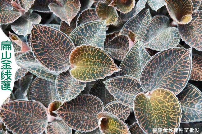 上海金線(xiàn)蓮種苗批發(fā)