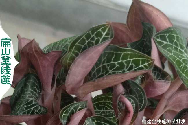 北京大葉金線(xiàn)蓮