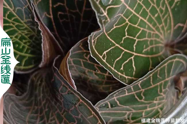 西安紅霞金線(xiàn)蓮種苗