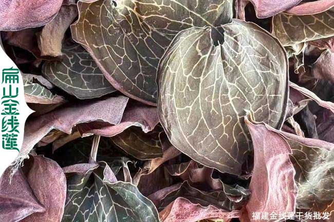 四川金線(xiàn)蓮干貨