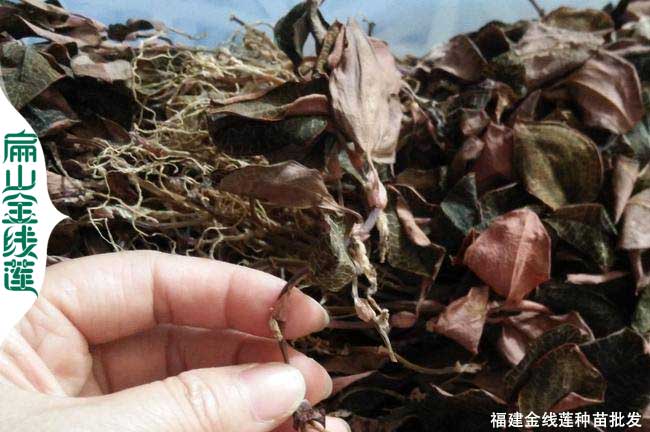 福建干金線(xiàn)蓮