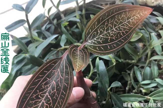福建金線(xiàn)蓮苗培育