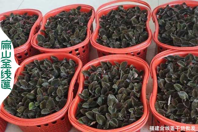 臺灣金線(xiàn)蓮回收