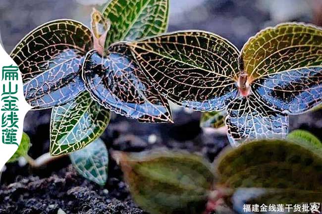 四川金線(xiàn)蓮苗批發(fā)