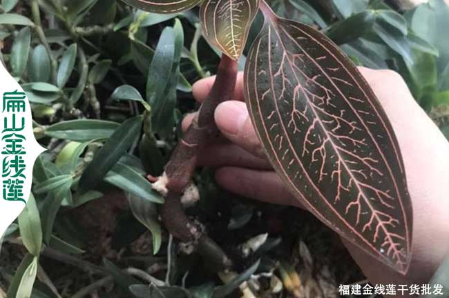 福建尖葉金線(xiàn)蓮種苗