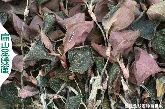 漳州金線(xiàn)蓮干品