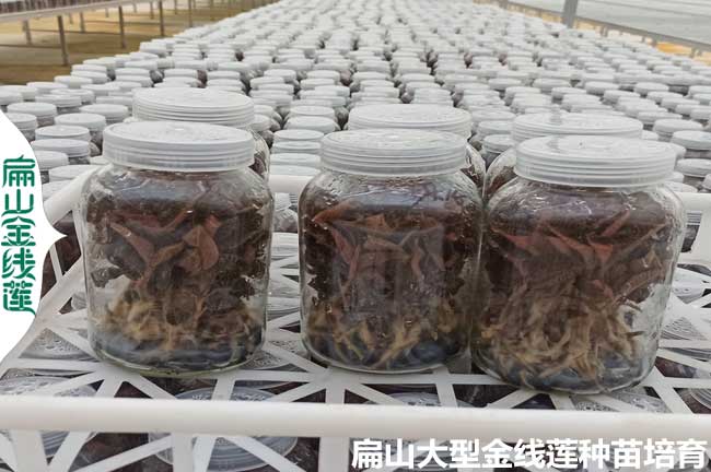 樂(lè )山瓶裝金線(xiàn)蓮種苗