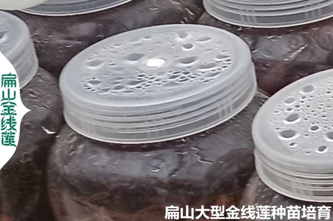 福建金線(xiàn)蓮瓶裝苗