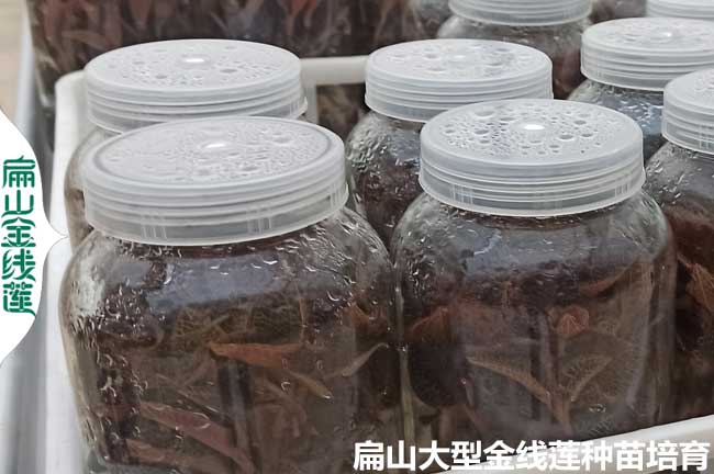 漳州金線(xiàn)蓮瓶苗